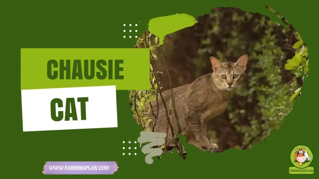 Chausie Cat characteristics, agricultural utility and breed care guide