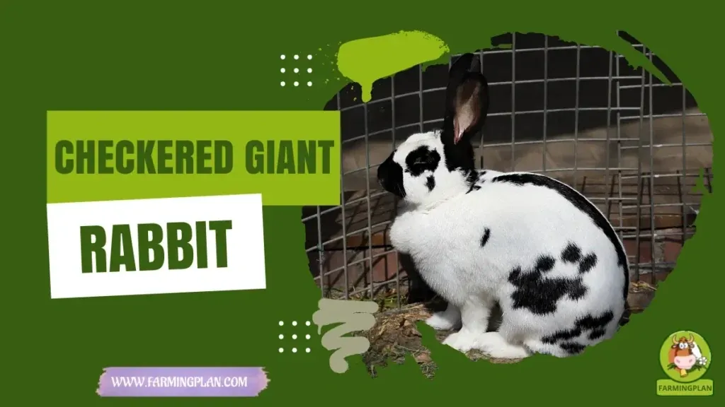 Checkered Giant Rabbit - Farming & Breed Profile checkered giant rabbit