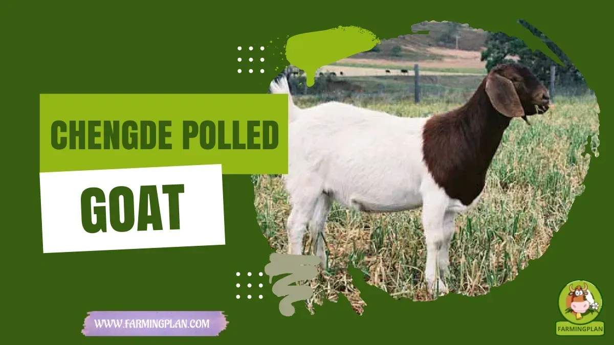 Chengde Polled Goat characteristics, agricultural utility and breed care guide