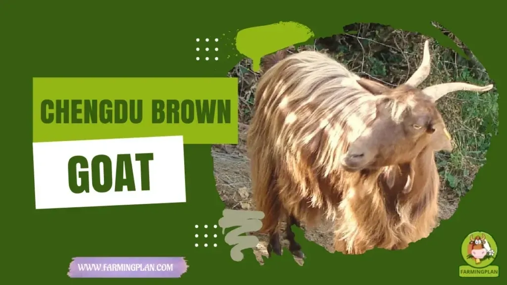 Chengdu Brown Goat characteristics, agricultural utility and breed care guide
