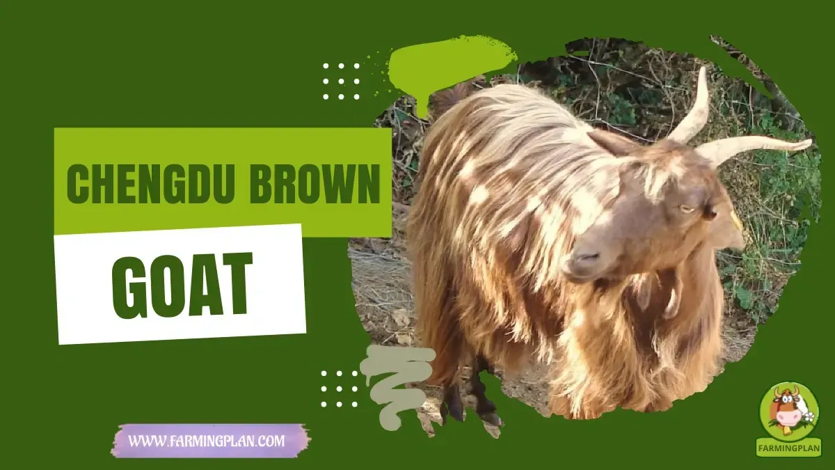 Chengdu Brown Goat - Farming & Breed Profile Chengdu Brown Goat characteristics, agricultural utility and breed care guide
