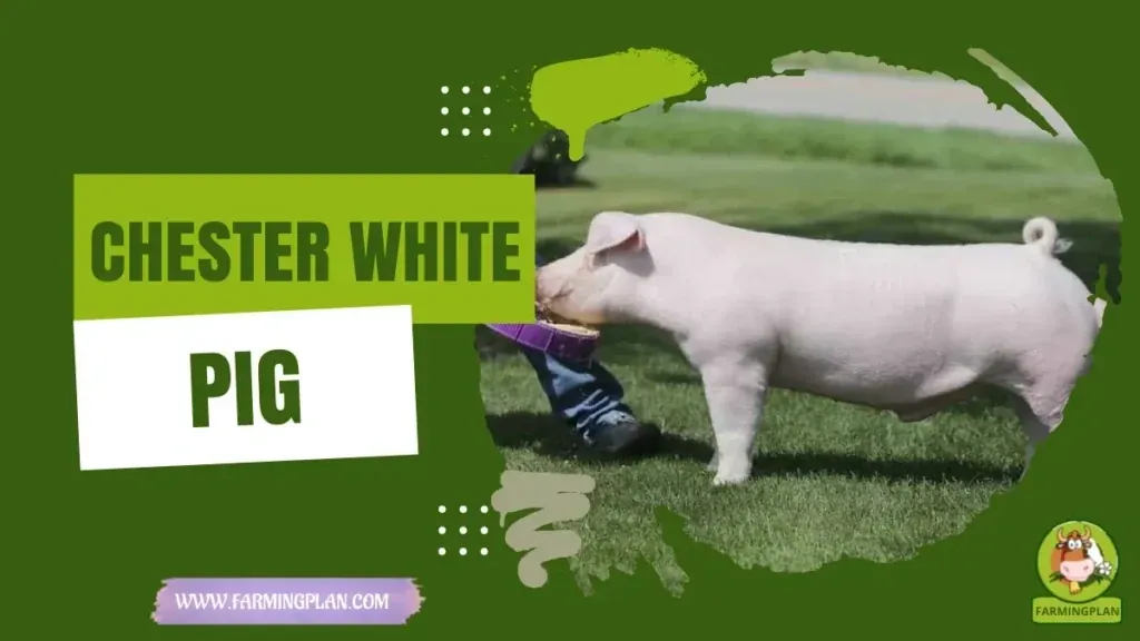 Chester White Pig - Farming & Breed Profile Chester White Pig characteristics, agricultural utility and breed care guide