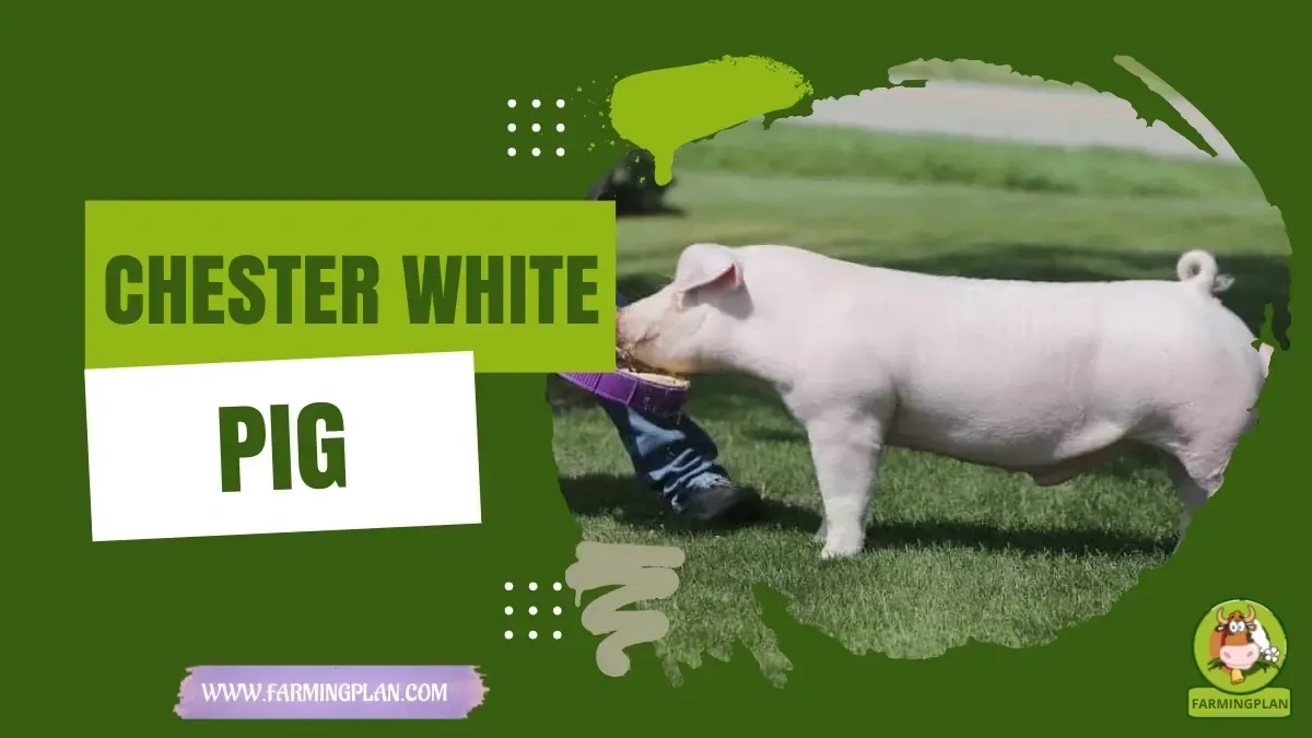Chester White Pig - Farming & Breed Profile Chester White Pig characteristics, agricultural utility and breed care guide