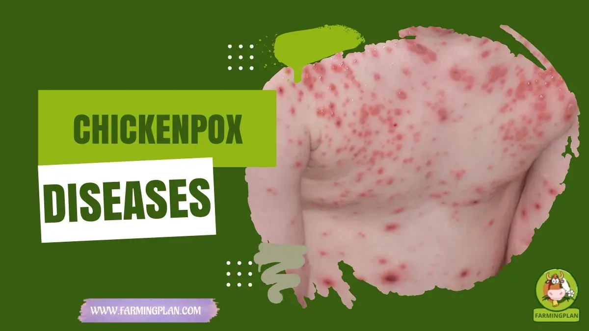 Avian Pox in Poultry - Farming & Breed Profile Avian Pox in Poultry characteristics, agricultural utility and breed care guide