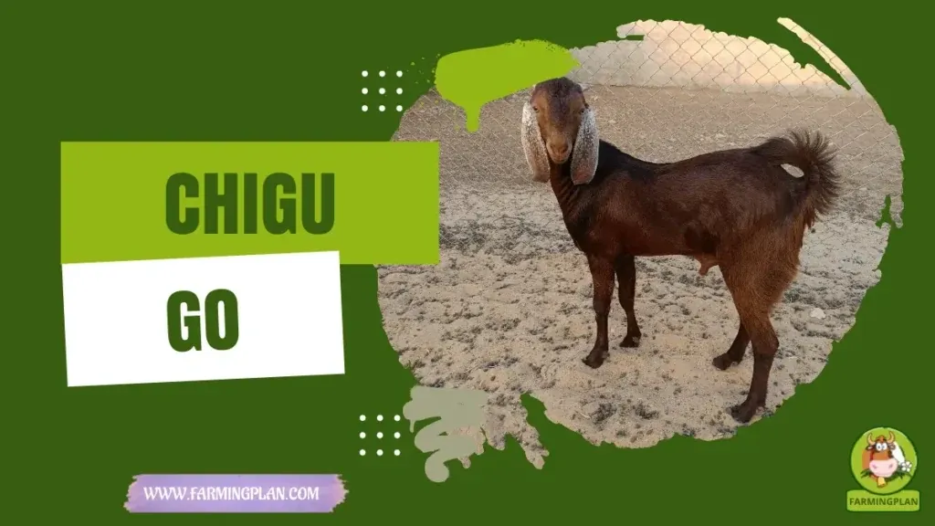 Chigu Goat characteristics, agricultural utility and breed care guide
