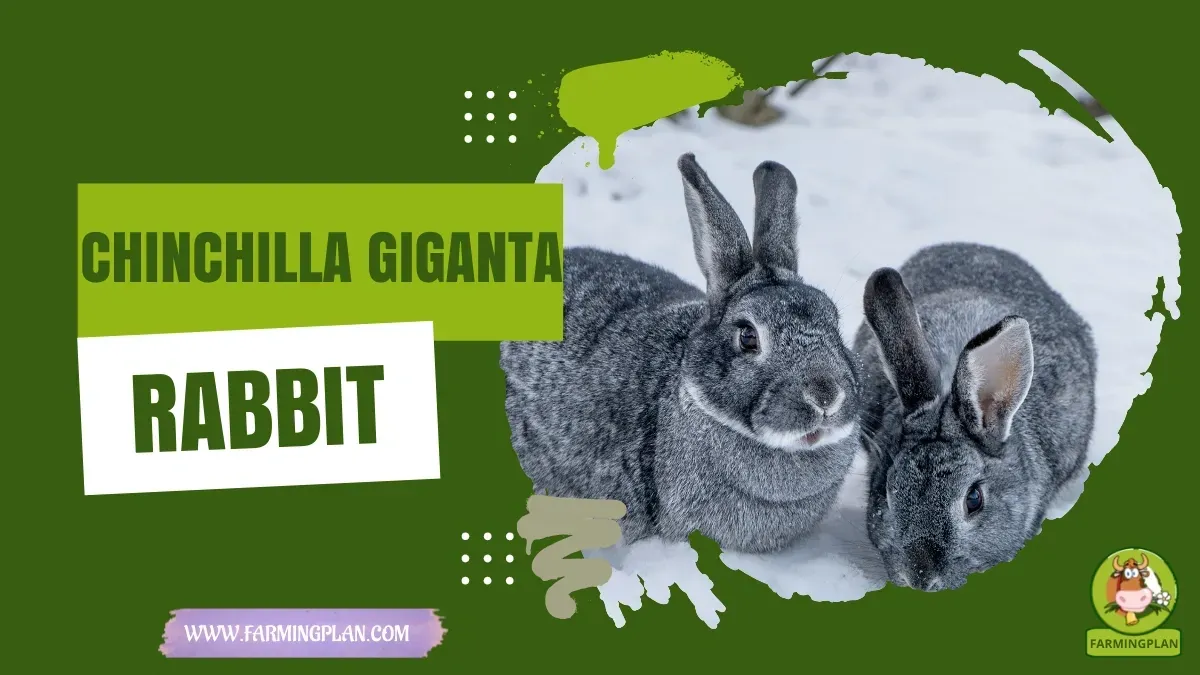 Chinchilla Giganta Rabbit - Farming & Breed Profile chinchilla giganta rabbit