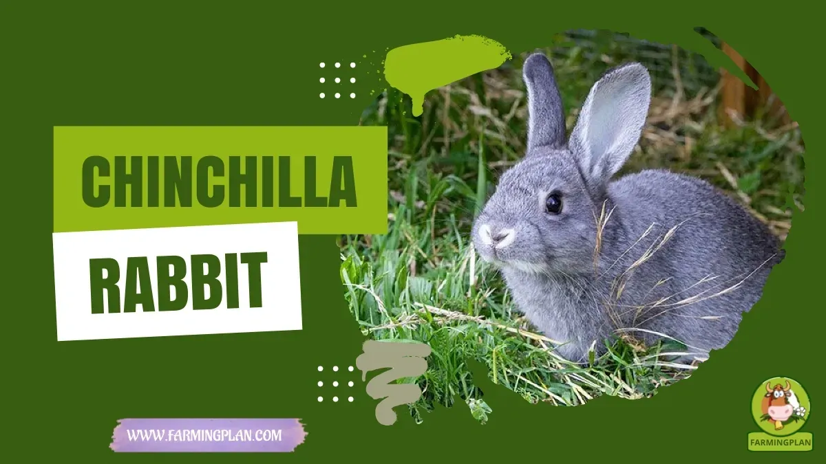 Chinchilla Rabbit characteristics, agricultural utility and breed care guide