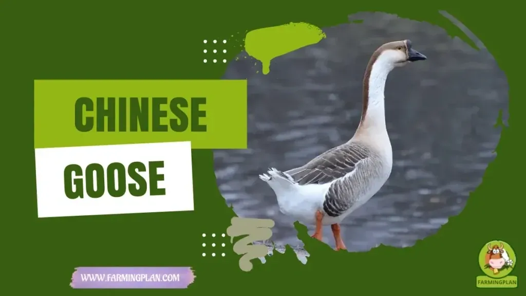 Chinese Goose characteristics, agricultural utility and breed care guide