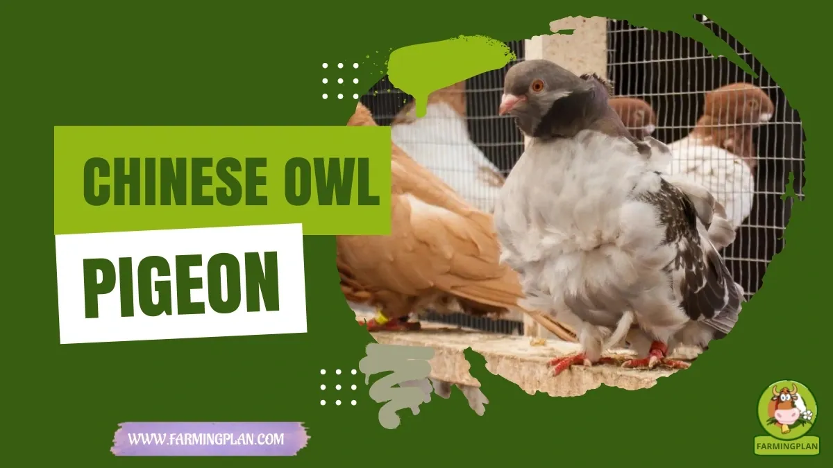 Chinese Owl Pigeon characteristics, agricultural utility and breed care guide