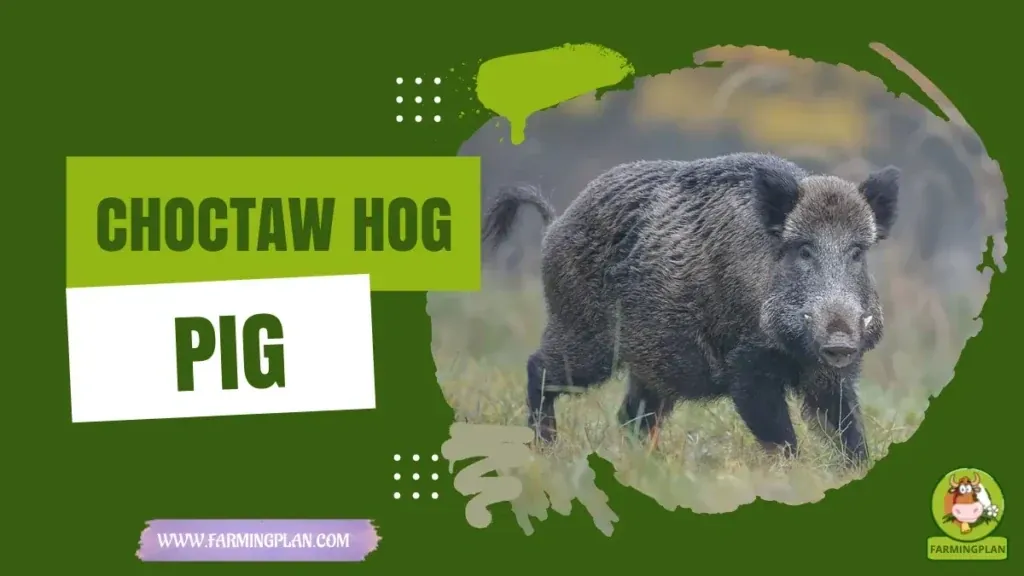 Choctaw Hog Pig - Farming & Breed Profile Choctaw Hog Pig characteristics, agricultural utility and breed care guide
