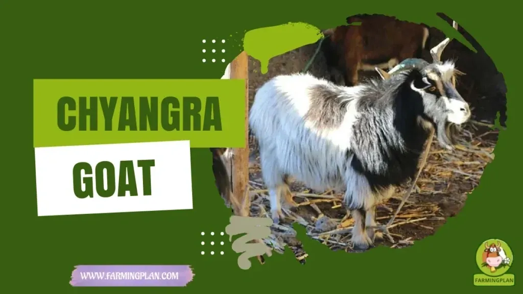 Chyangra Goat characteristics, agricultural utility and breed care guide