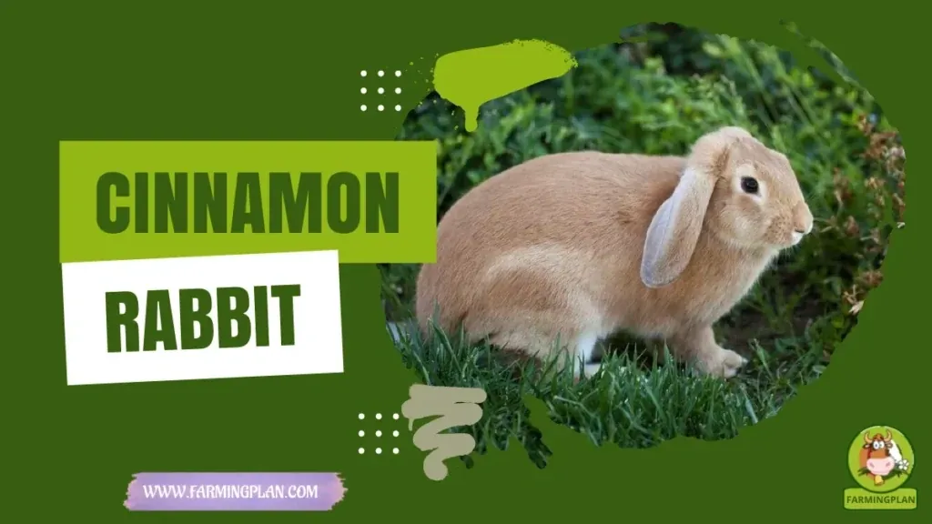 Cinnamon Rabbit characteristics, agricultural utility and breed care guide