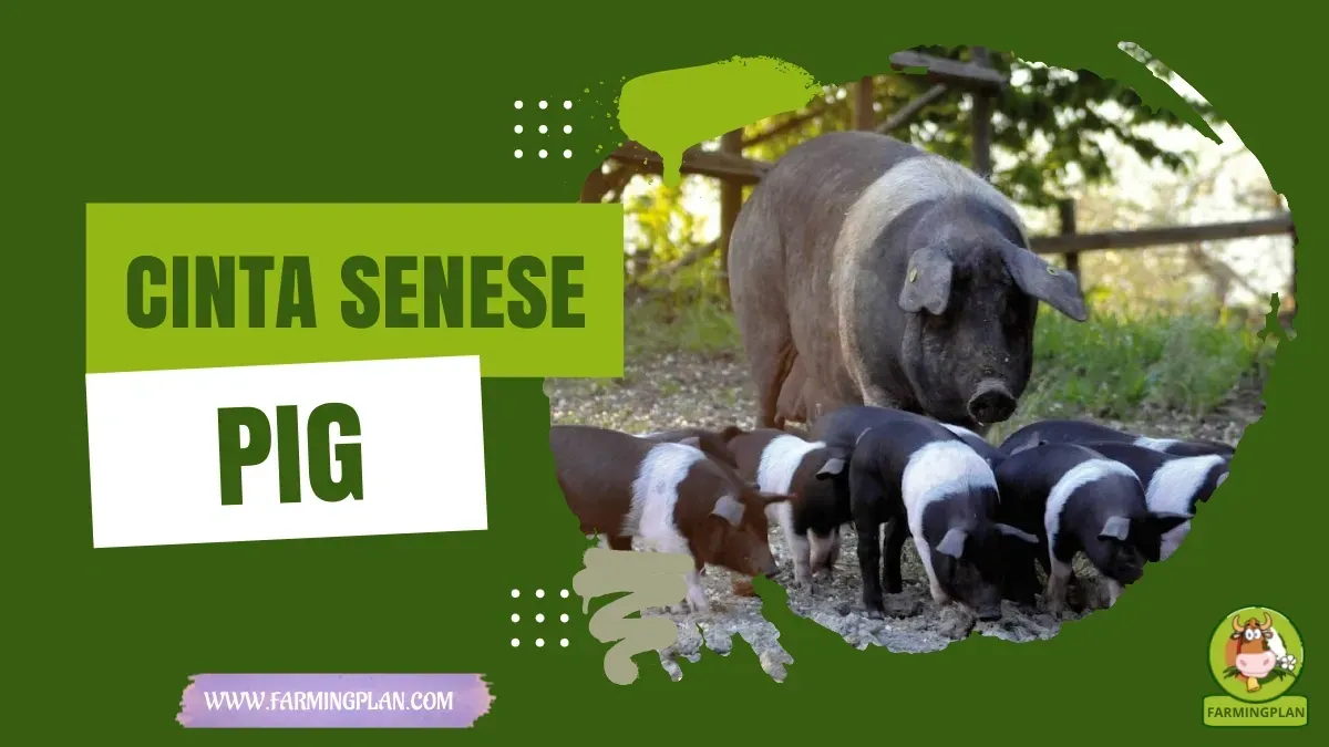 Cinta Senese Pig characteristics, agricultural utility and breed care guide