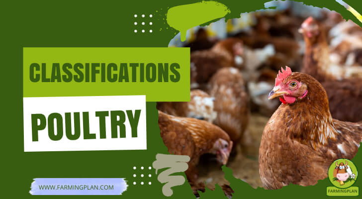 Classifications Of Poultry Top Overview Of Chicken Farming Plan 
