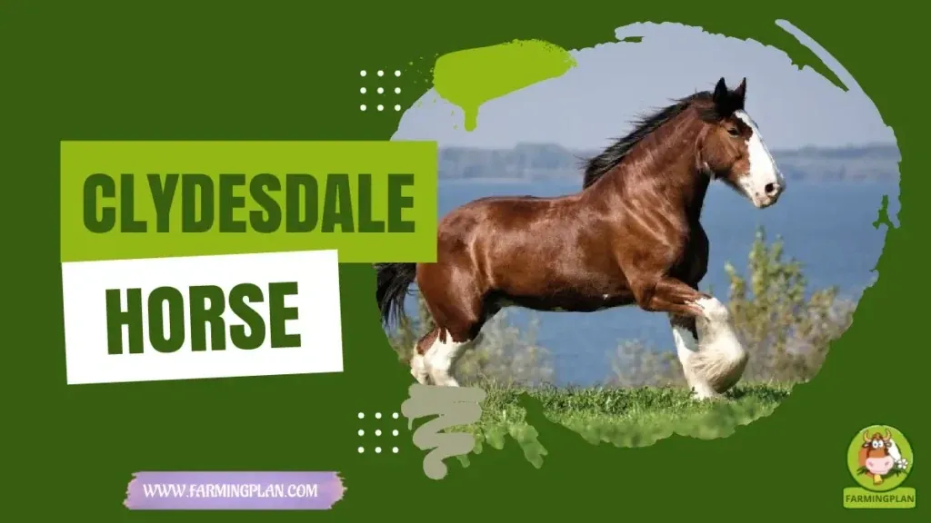 Clydesdale Horse characteristics, agricultural utility and breed care guide