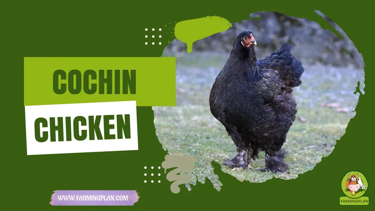 Cochin Chicken Breeds - Farming & Breed Profile Cochin Chicken Breeds characteristics, agricultural utility and breed care guide