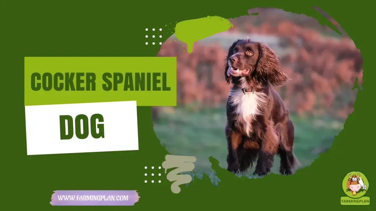 Cocker Spaniel characteristics, agricultural utility and breed care guide
