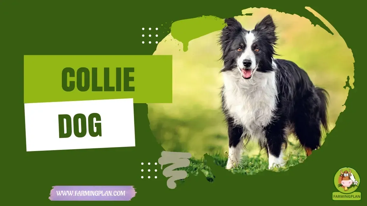 Collie Dog - Farming & Breed Profile Collie Dog characteristics, agricultural utility and breed care guide