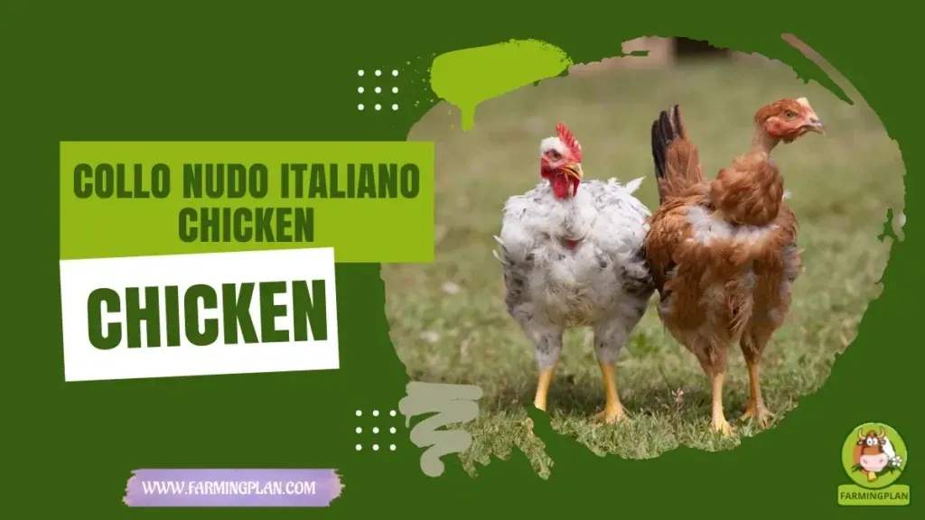 Collo Nudo Italiano Chicken characteristics, agricultural utility and breed care guide