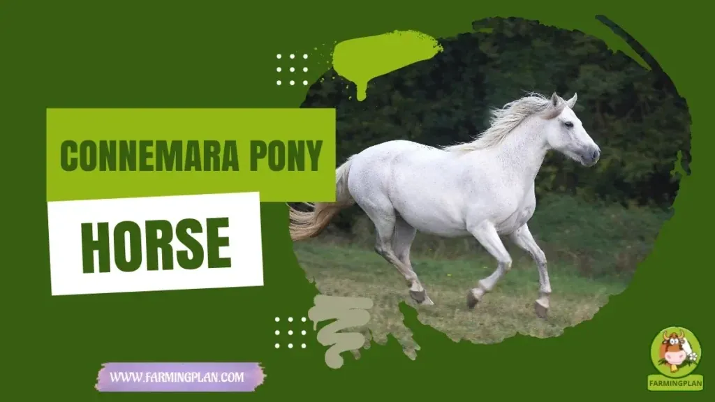 Connemara Pony characteristics, agricultural utility and breed care guide