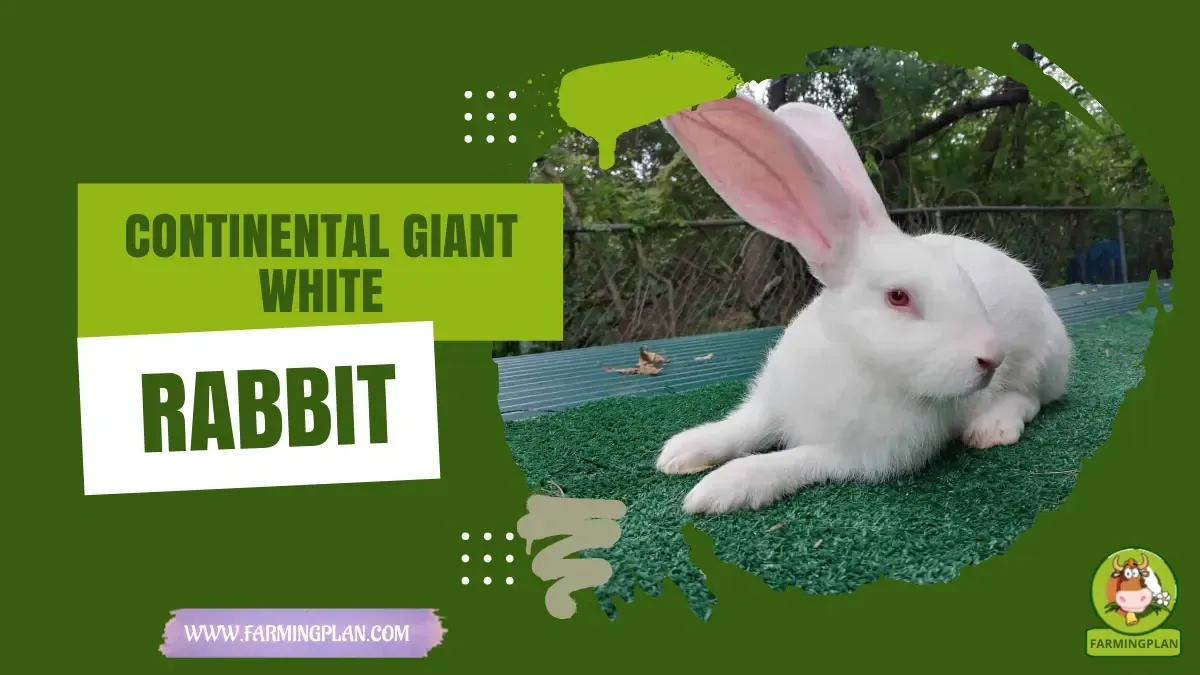 Continental Giant White Rabbit - Farming & Breed Profile continental giant white rabbit