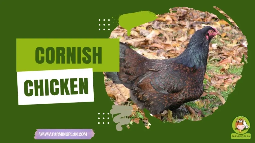 Cornish Chicken characteristics, agricultural utility and breed care guide