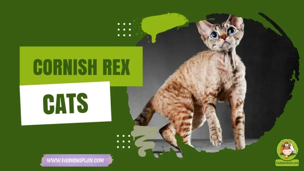 Cornish Rex Cats characteristics, agricultural utility and breed care guide