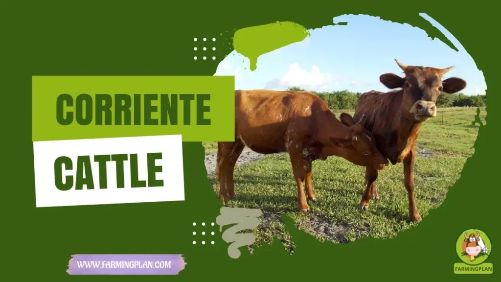 Corriente Cattle - Farming & Breed Profile Corriente Cattle characteristics, agricultural utility and breed care guide