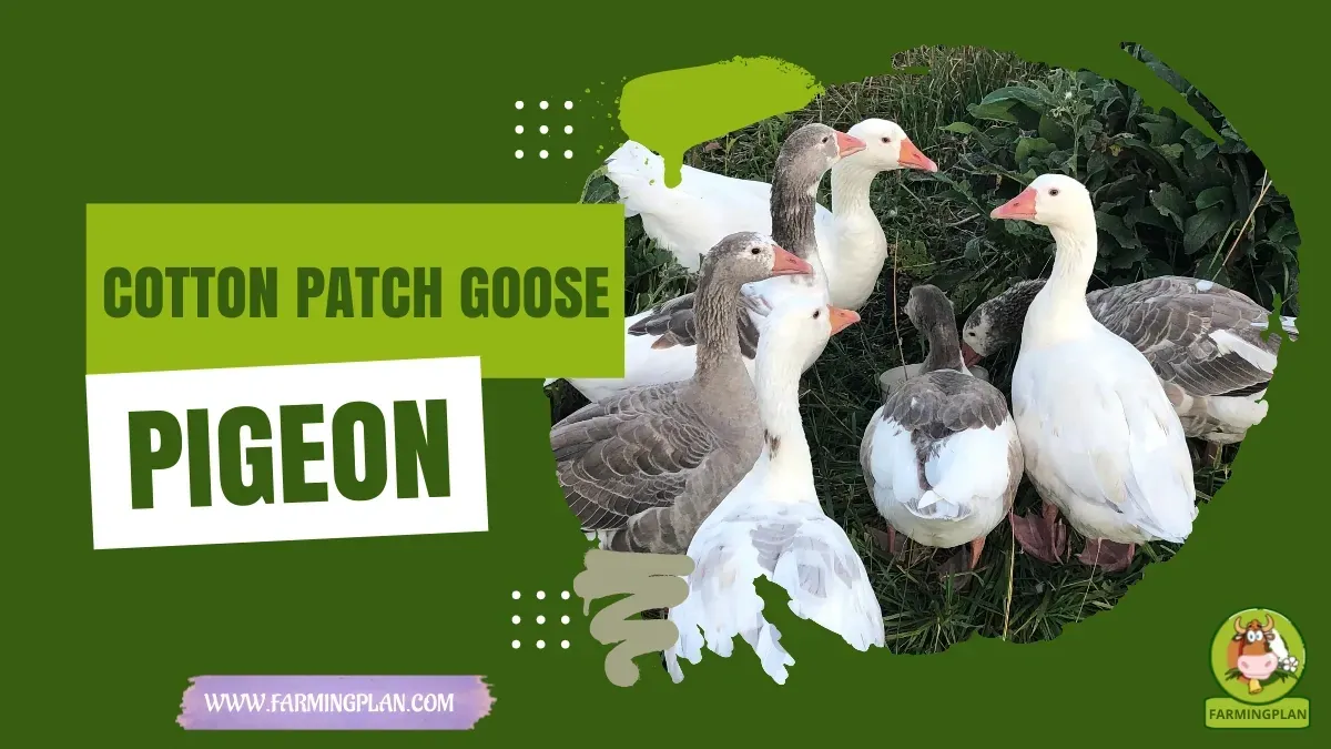 Cotton Patch Goose characteristics, agricultural utility and breed care guide