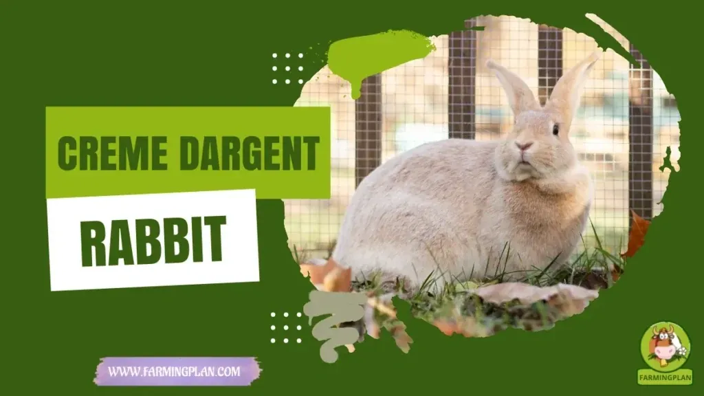 Creme d'Argent Rabbit characteristics, agricultural utility and breed care guide