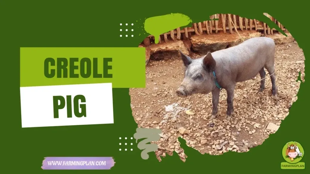 Creole Pig characteristics, agricultural utility and breed care guide