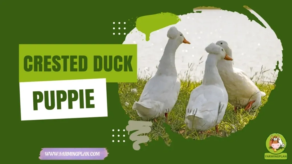 Crested Duck Charm - Farming & Breed Profile Crested Duck Charm characteristics, agricultural utility and breed care guide