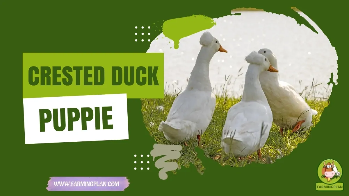 Crested Duck Charm characteristics, agricultural utility and breed care guide