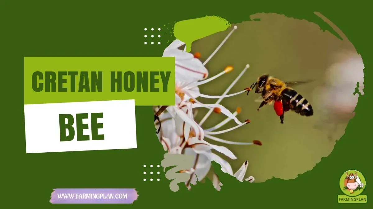 Cretan Honey Bee characteristics, agricultural utility and breed care guide