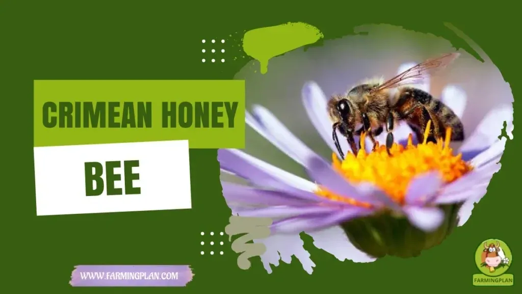 Crimean Honey Bee characteristics, agricultural utility and breed care guide