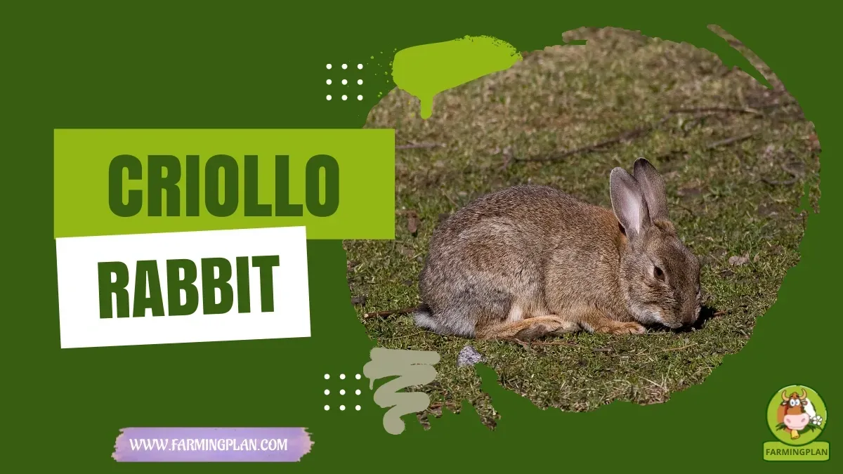 Criollo Rabbit - Farming & Breed Profile Criollo Rabbit characteristics, agricultural utility and breed care guide