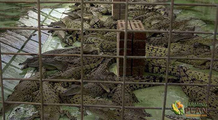 Crocodile Farming Industry