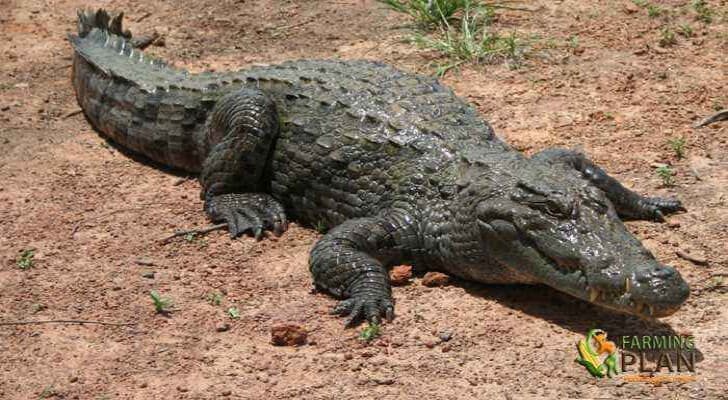 Crocodile Farming in Africa