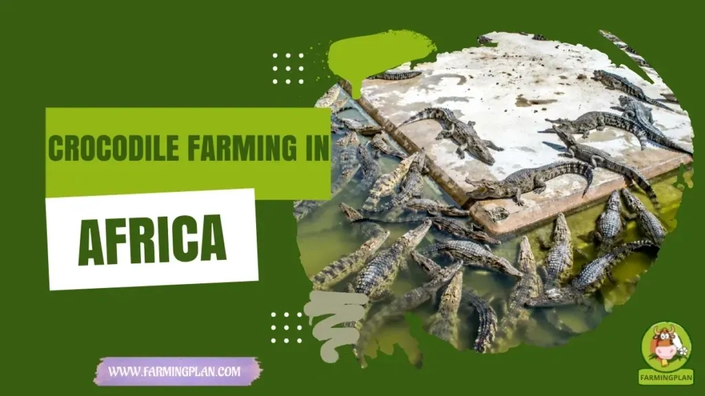 Crocodile Farming in Africa characteristics, agricultural utility and breed care guide