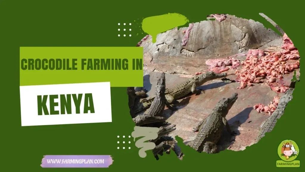 Crocodile Farming in Kenya characteristics, agricultural utility and breed care guide