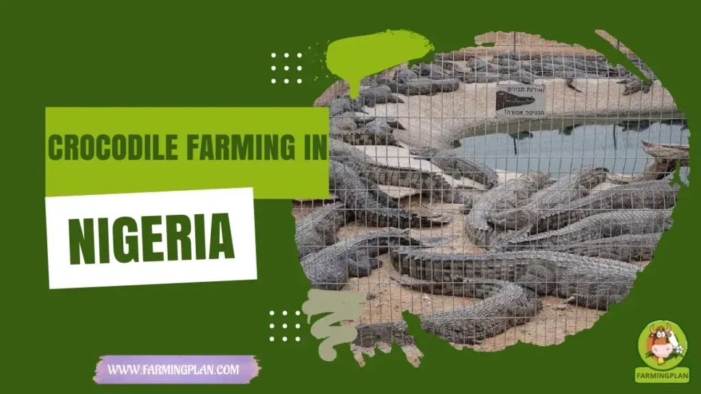 Crocodile Farming in Nigeria characteristics, agricultural utility and breed care guide
