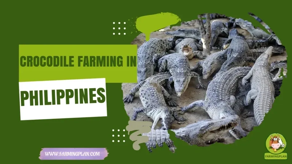 Crocodile Farming in Philippines characteristics, agricultural utility and breed care guide