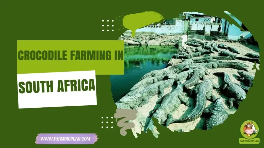 Crocodile Farming in South Africa characteristics, agricultural utility and breed care guide