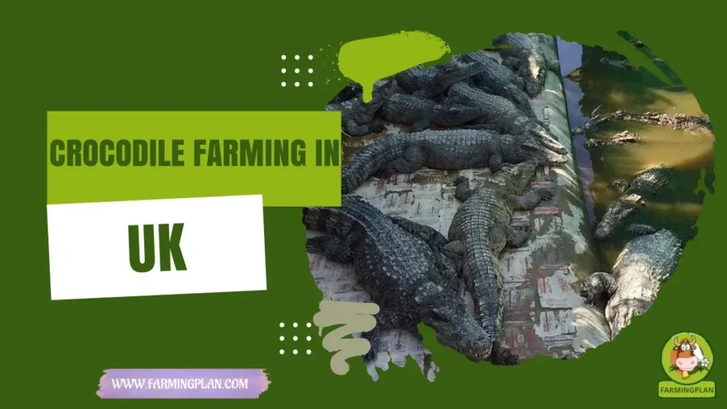 Crocodile Farming in UK characteristics, agricultural utility and breed care guide