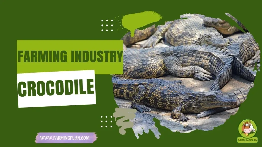 Crocodile Farming Industry characteristics, agricultural utility and breed care guide