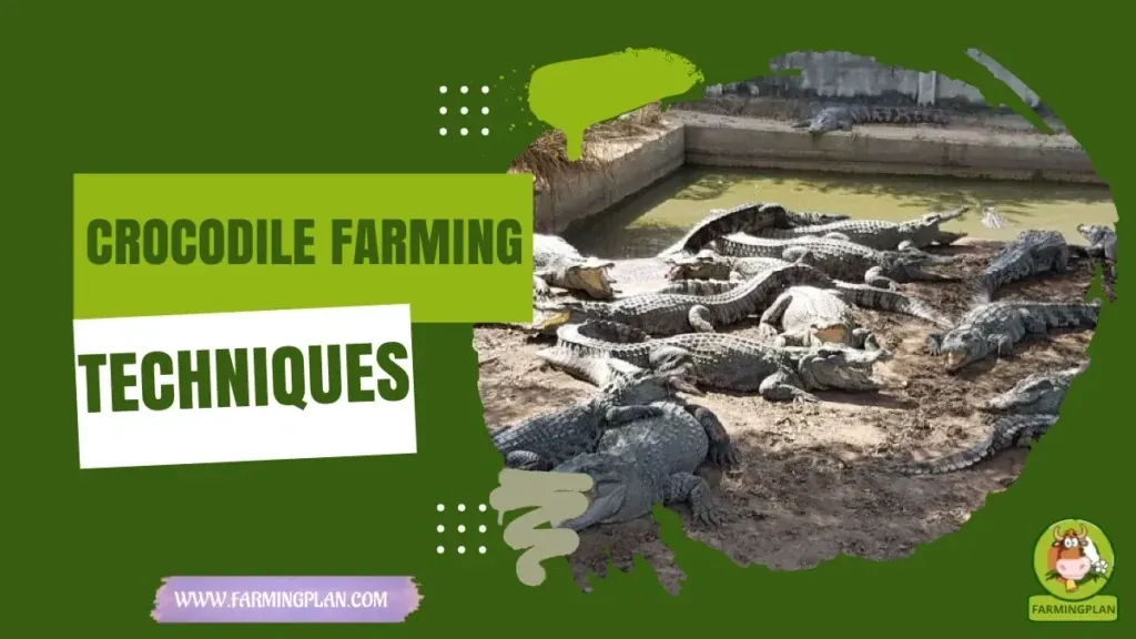 Crocodile Farming Techniques characteristics, agricultural utility and breed care guide