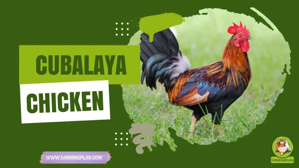 Beautiful Cubalaya Chicken - Farming & Breed Profile Beautiful Cubalaya Chicken characteristics, agricultural utility and breed care guide