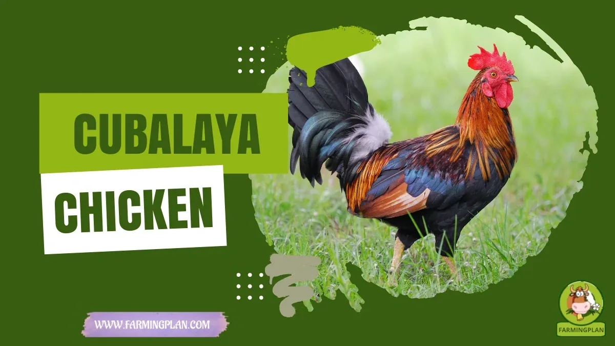 Beautiful Cubalaya Chicken characteristics, agricultural utility and breed care guide