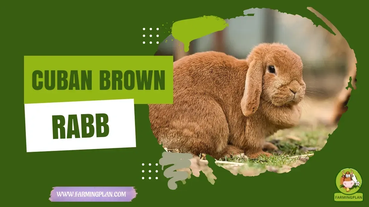 Cuban Brown Rabbit characteristics, agricultural utility and breed care guide