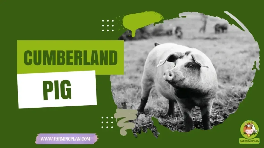 Cumberland Pig - Farming & Breed Profile Cumberland Pig characteristics, agricultural utility and breed care guide